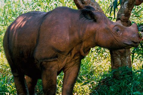 Sumatran Rhinoceros - Facts, Diet & Habitat Information