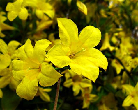 Yellow Jasmine Flower 08207 Baltana