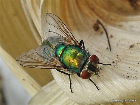 Common Green Bottle Fly Alchetron The Free Social Encyclopedia