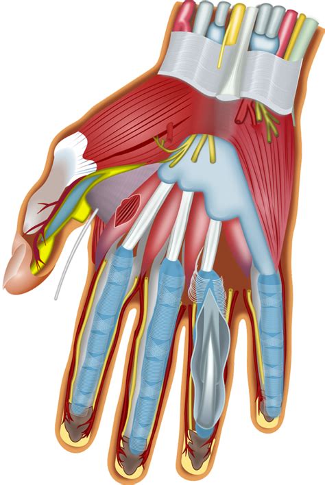 Hand Anatomie Funktion Beschwerden Krankde