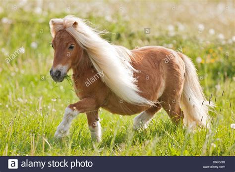 Sie sind in 2 kategorien aufgegliedert: Falabella Ponies Stockfotos & Falabella Ponies Bilder - Alamy