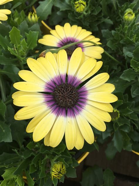 Our Good Life Top Ten Flowers For Summer Color
