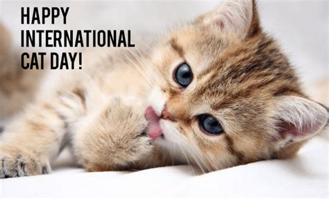 Steve Dale Reports On International Cat Day Aafp Cat Friendly Practices