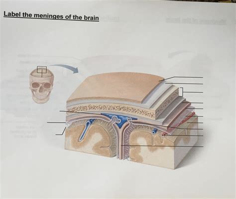 Meninges Of The Brain Diagram Quizlet