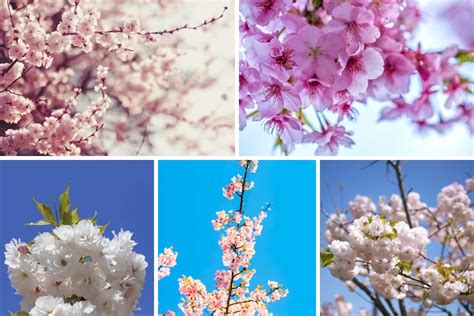 22 Different Types Of Cherry Blossoms And Interesting Facts