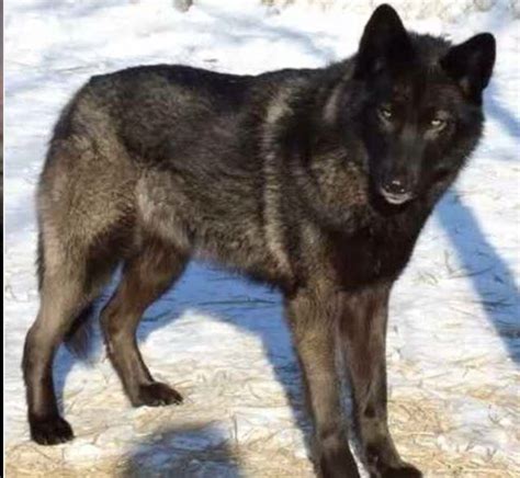 9 Best Images About Wolf Dog Hybrids On Pinterest Beautiful Wolves