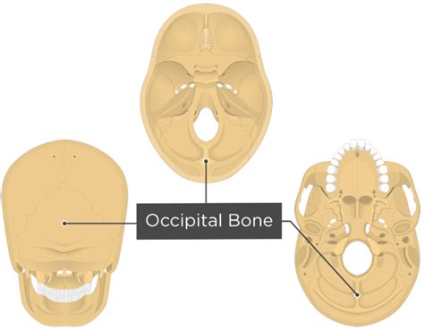 Occipital Groove