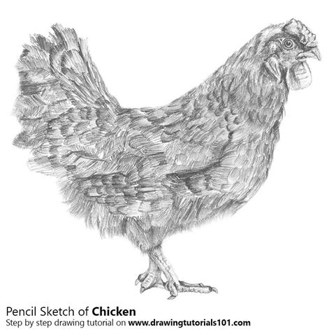 Check spelling or type a new query. Chicken Pencil Drawing - How to Sketch Chicken using Pencils : DrawingTutorials101.com