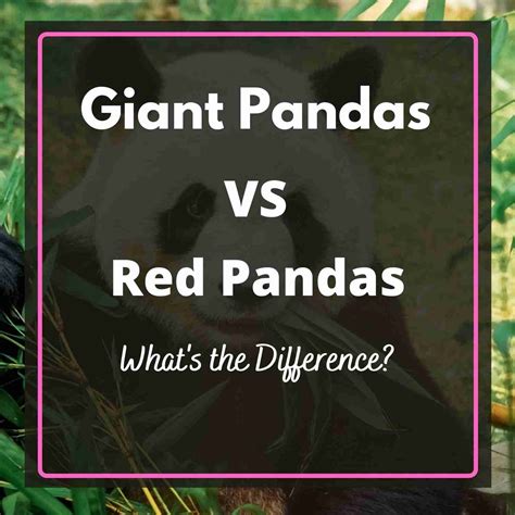 Giant Pandas Vs Red Pandas 5 Main Differences