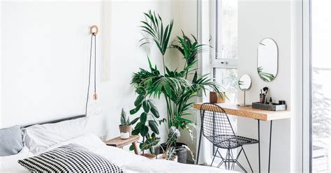 11 Tall Statement Plants To Decorate Your Home And Office