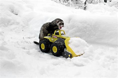 You could be having a snowball fight with your squad, or making snow angels with bae. Curse you evil snow!!" | Cute ferrets, Funny ferrets, Cute ...