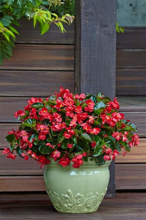 56 Best Single Plants For Containers Images On Pinterest