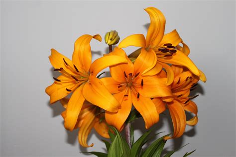 Free Images Nature Leaf Petal Yellow Flora Lilies Lily