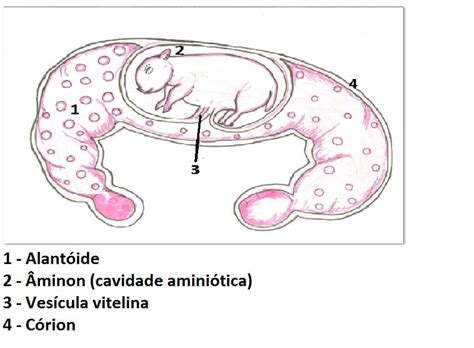 Anexos Embrionários O Que São Classificação Formação E Os Tipos