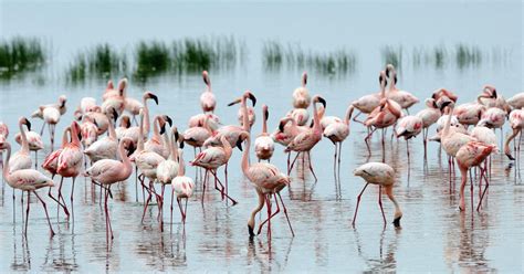 Nairobi 2 Dniowe Jezioro Bogoria I Jezioro Nakuru Safari Getyourguide