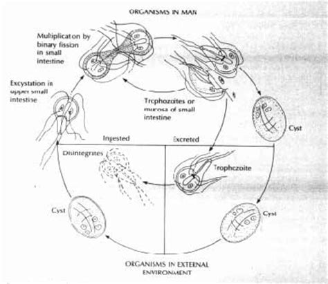 micropara Ciclo biológico de Giardia lamblia