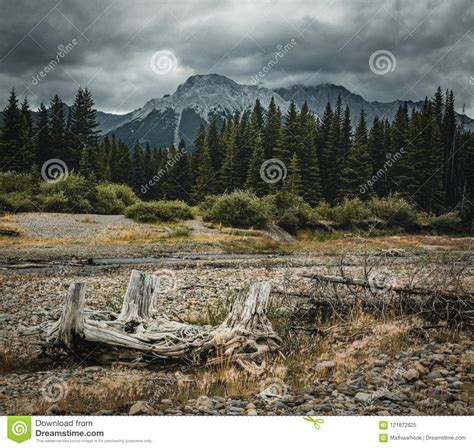 Dead Tree Trunks With Roots In With Mountain Peaks In The