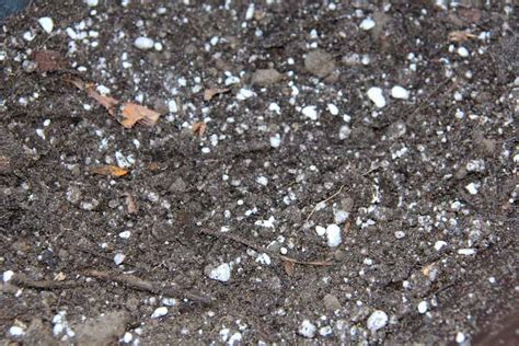 What Is The White Stuff In Potting Soil 💭🌱 Learn Its Purpose And Benefits