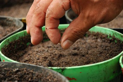 Cómo Plantar Semillas En Una Maceta Jardineria On