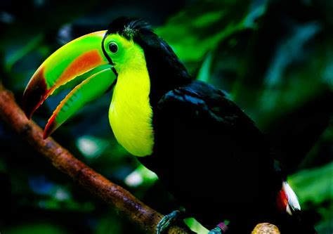 Keel Billed Toucan ~ Bar Paly