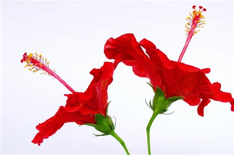 Red Flowers Wallpapers Wallpaper Cave