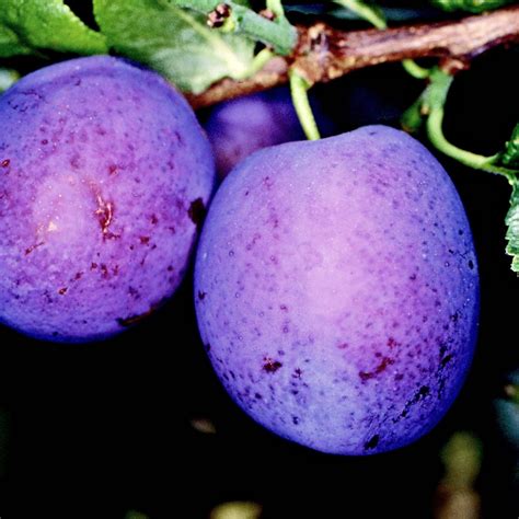 With domestic plums and cherries now readily available, prunus cerasifera have been classified as an ornamental, although many people still appreciate the fruit they do produce. Plum Herman | Buy Plum Tree | Purchase Plum Fruit Trees