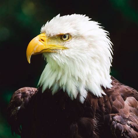 On This Day In 1782 The Bald Eagle Became The National Bird Of The Usa