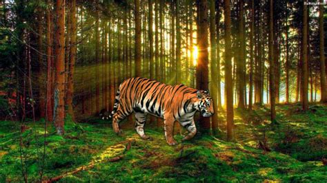 Tiger Wallpaper Hd 32004 Baltana