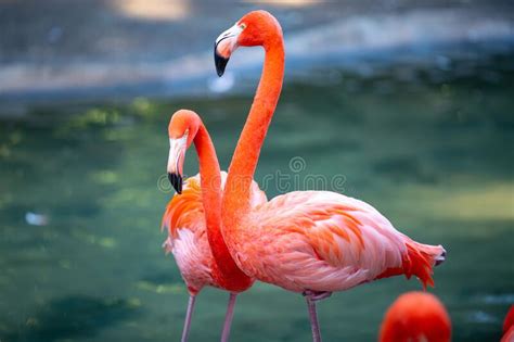 Beautiful Pink Flamingo Flock Of Pink Flamingos In A Pond Stock Photo