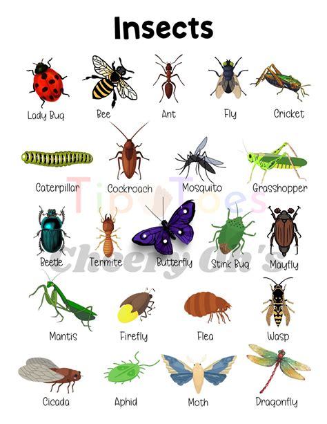 Insects Educational Poster Homeschool Bugs Poster Etsy