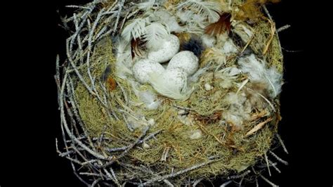 Twenty Four Of Sharon Beals Stunning Bird Nest Photos Will Be On