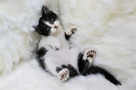 Thumbs Up For Polydactyl Cats Catster