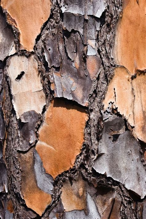 Close Up View Of The Bark Of A Slash Pine Tree Tree Bark Texture