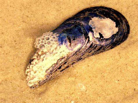 A Cape Cod Mussel Seashell Shellfish Photo Etsy