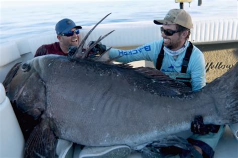 ‘we Caught A Sea Monster Florida Fishermen Reel In Massive Grouper