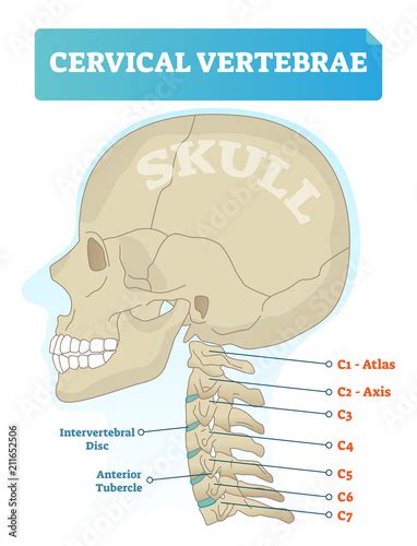 Cervical Vertebrae Vector Illustration Scheme With Skull C1 Atlas C2