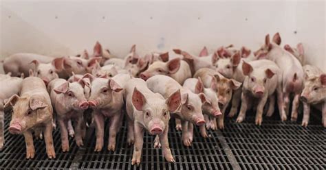 Top 152 What Is Intensive Animal Farming