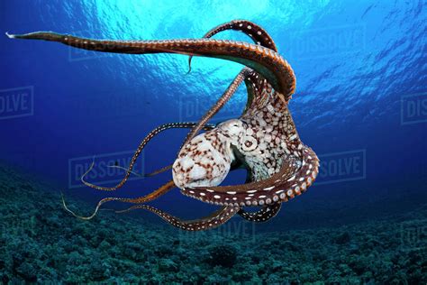 Hawaii Day Octopus Octopus Cyanea Swimming At The Ocean Bottom