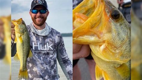 Us Man Reels In Rarest Of Rare Golden Largemouth Bass Fish Scientist