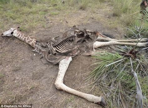 Giraffes Butchered For Bushmeat And Sold In Pictures From Africa Daily Mail Online