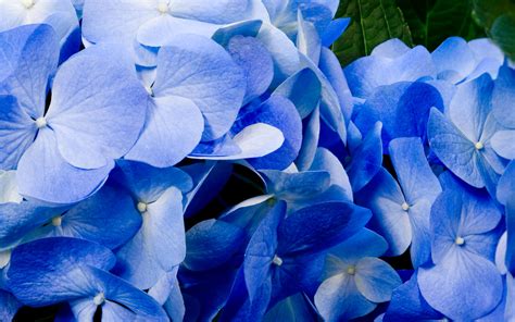 Blue Flower Hd Wallpapers