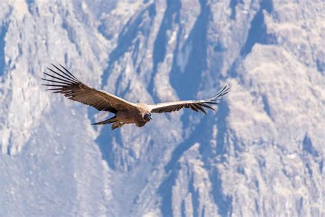 The Andean Condor Interesting Facts About Chile S National Bird