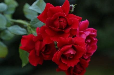 Termasuk Bunga Tertua Ini 5 Fakta Menarik Tentang Bunga Mawar Yang