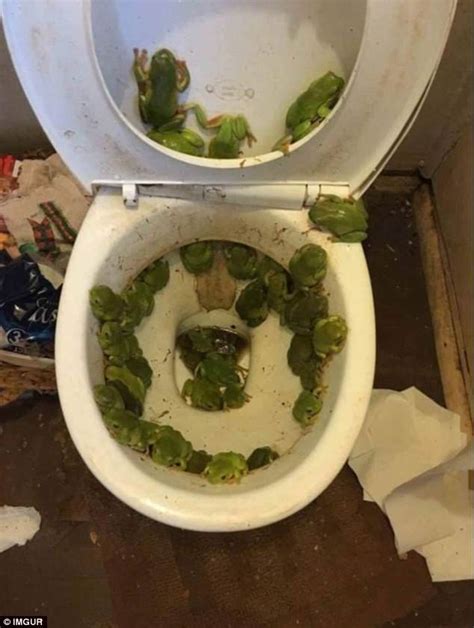 Snakes In The Toilet People Share The Shocking Finds That May Put You