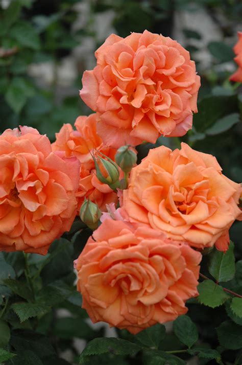 Adobe Sunrise Rose (Rosa 'Meipluvia') in Denver Centennial ...