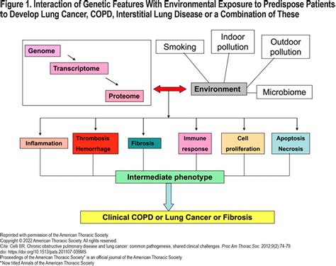 Lung Cancer And Copd A Review Journal Of The Copd Foundation