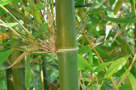 4 Tall Bamboo Genera You Can Use For Timber