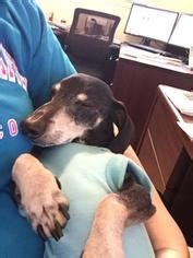 Most importantly, all adopters must be willing and able to spend the. View Ad: Dachshund Dog for Adoption near Texas, Dallas ...