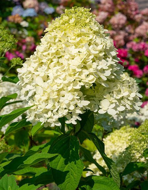 Pee Gee Hydrangea Shrubs For Sale Old House Trees