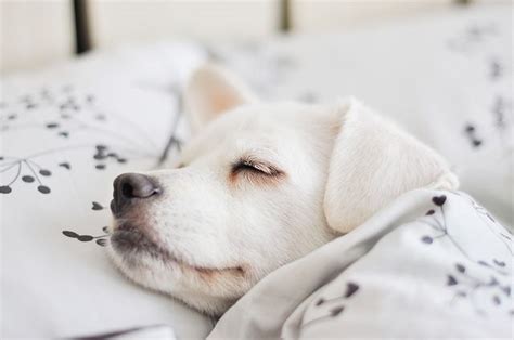 2365 Sleep In Saturdays Sleeping Dogs Puppies Cute Animals